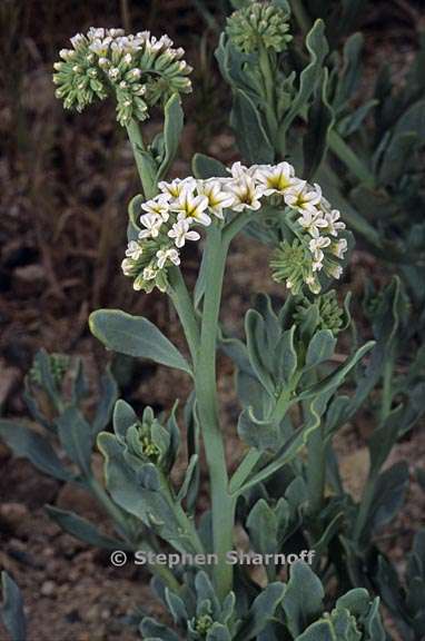 heliotropium curassavicum 1 graphic